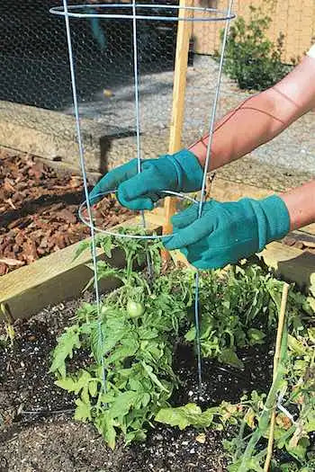TOMATO CAGE 33in