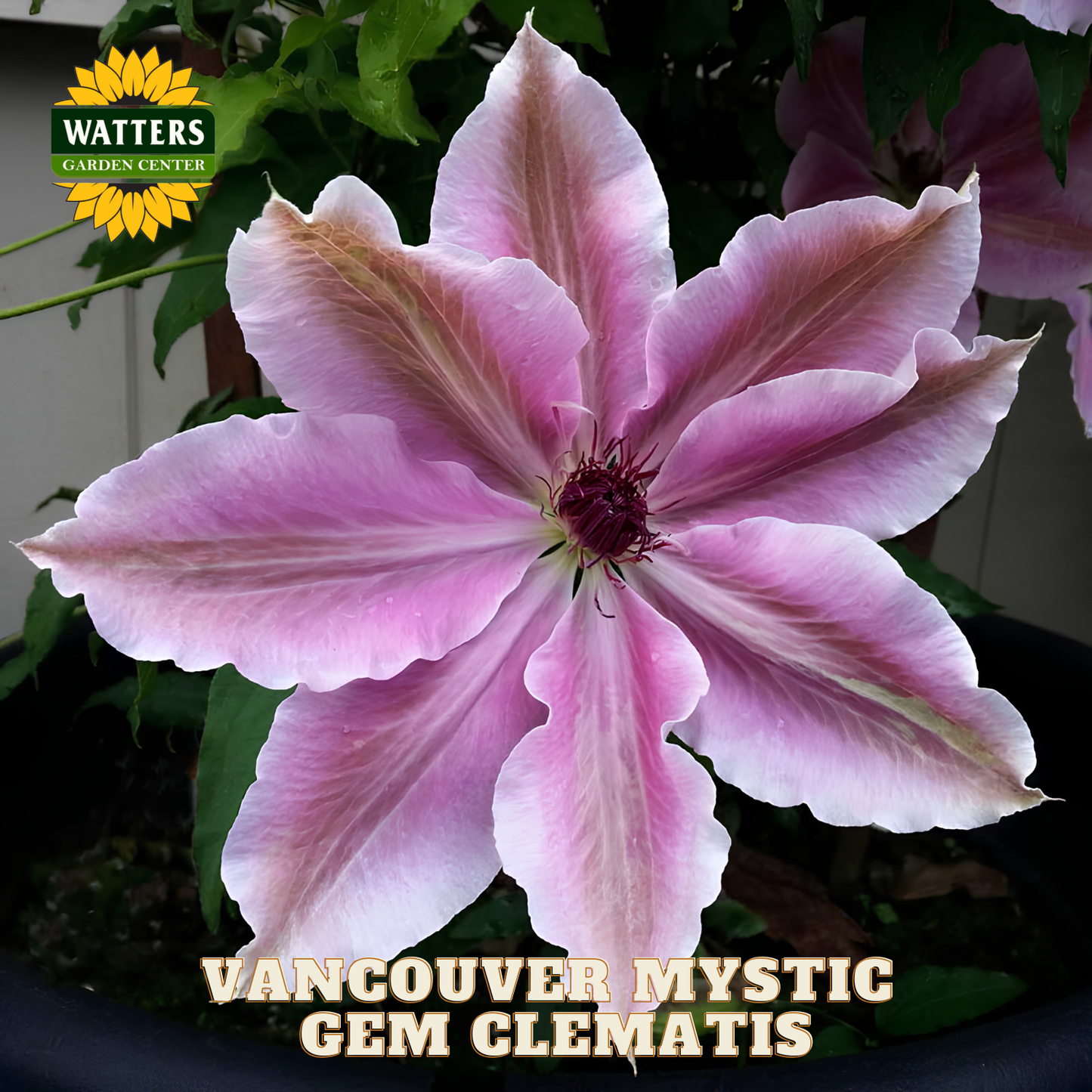 Pink clematis flower with 'Watters Garden Center' logo and 'Vancouver Mystic Gem Clematis' text.
