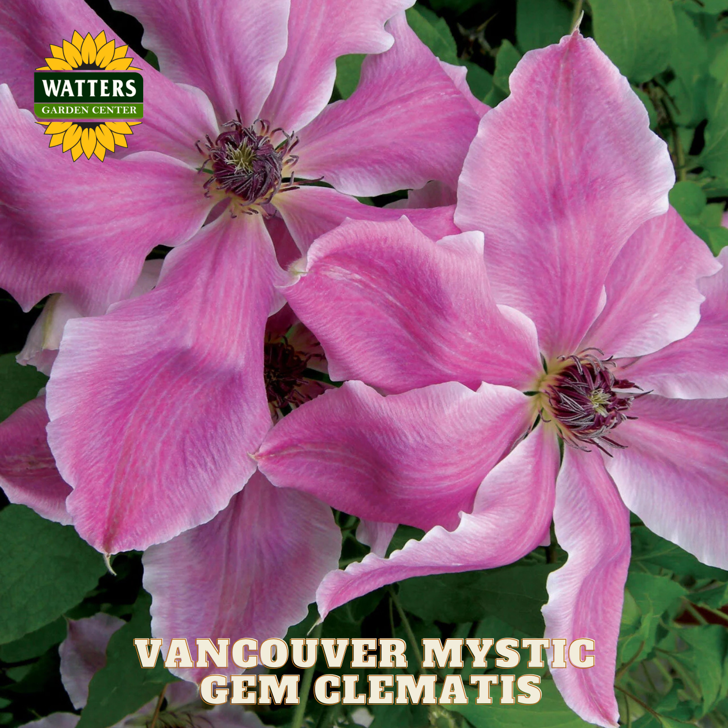 Pink clematis flowers with Watters Garden Center logo and 'Vancouver Mystic Gem Clematis' text.