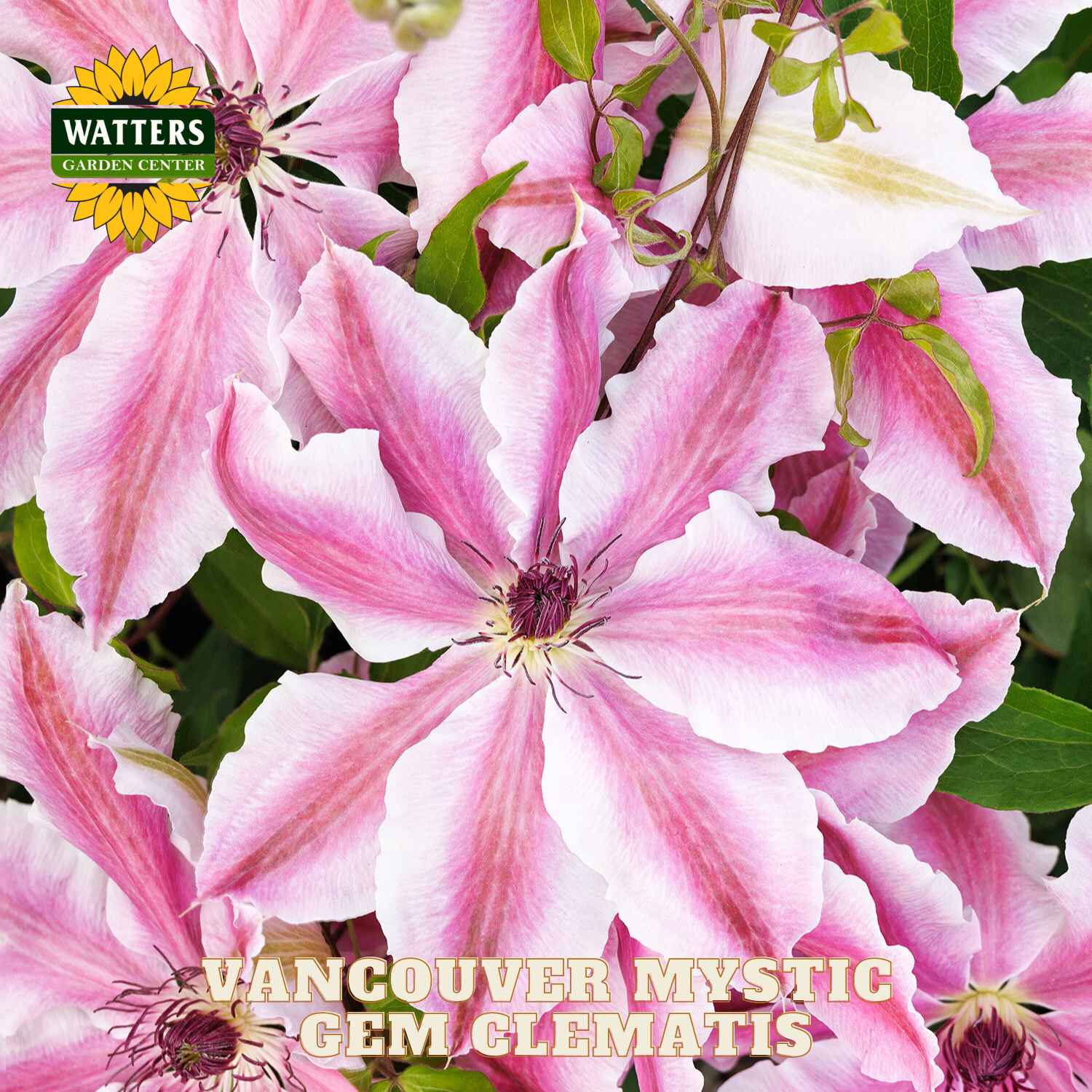 Pink clematis flowers with Watters Garden Center logo and 'Vancouver Mystic Gem Clematis' text.