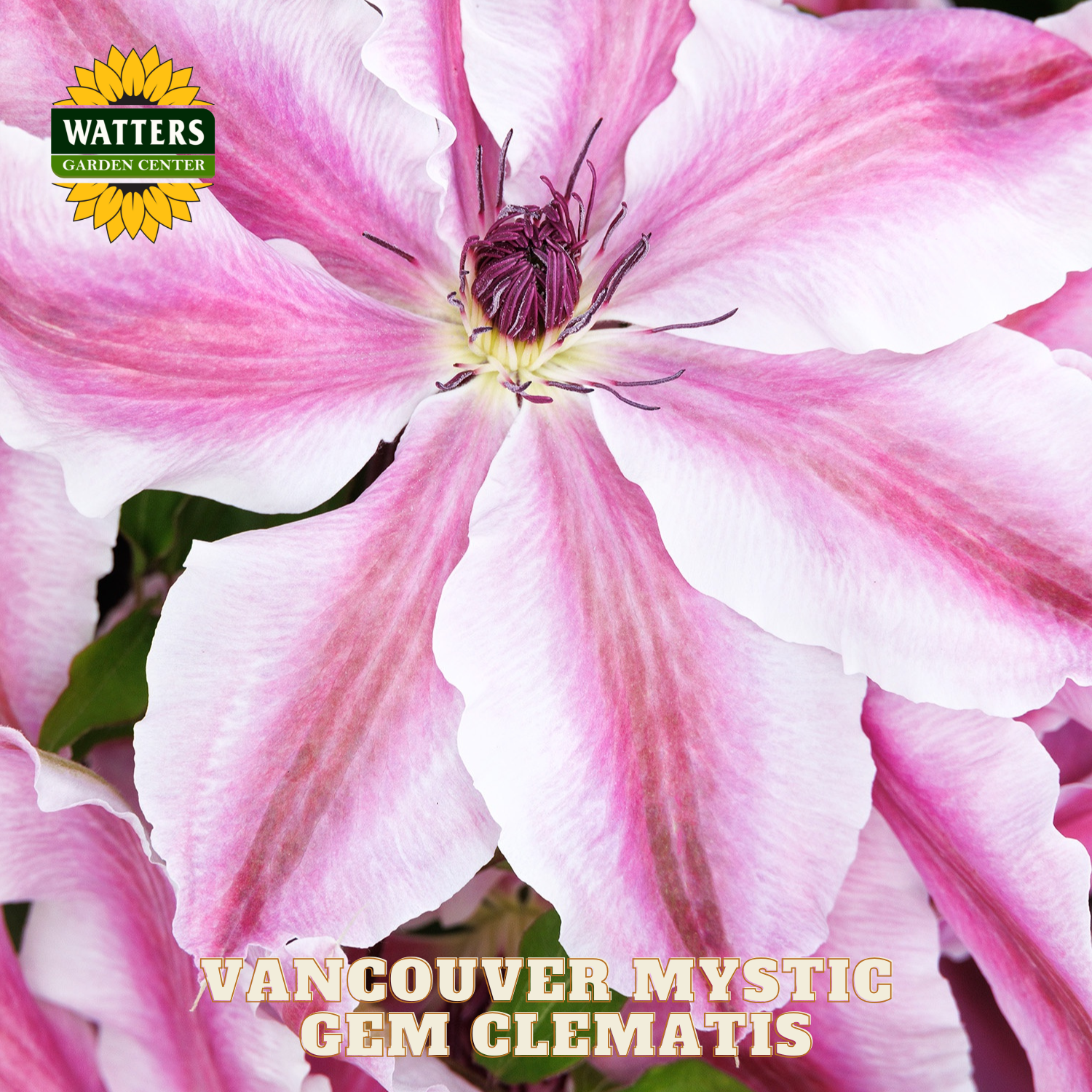 Close-up of a pink clematis flower with 'Watters Garden Center' logo.