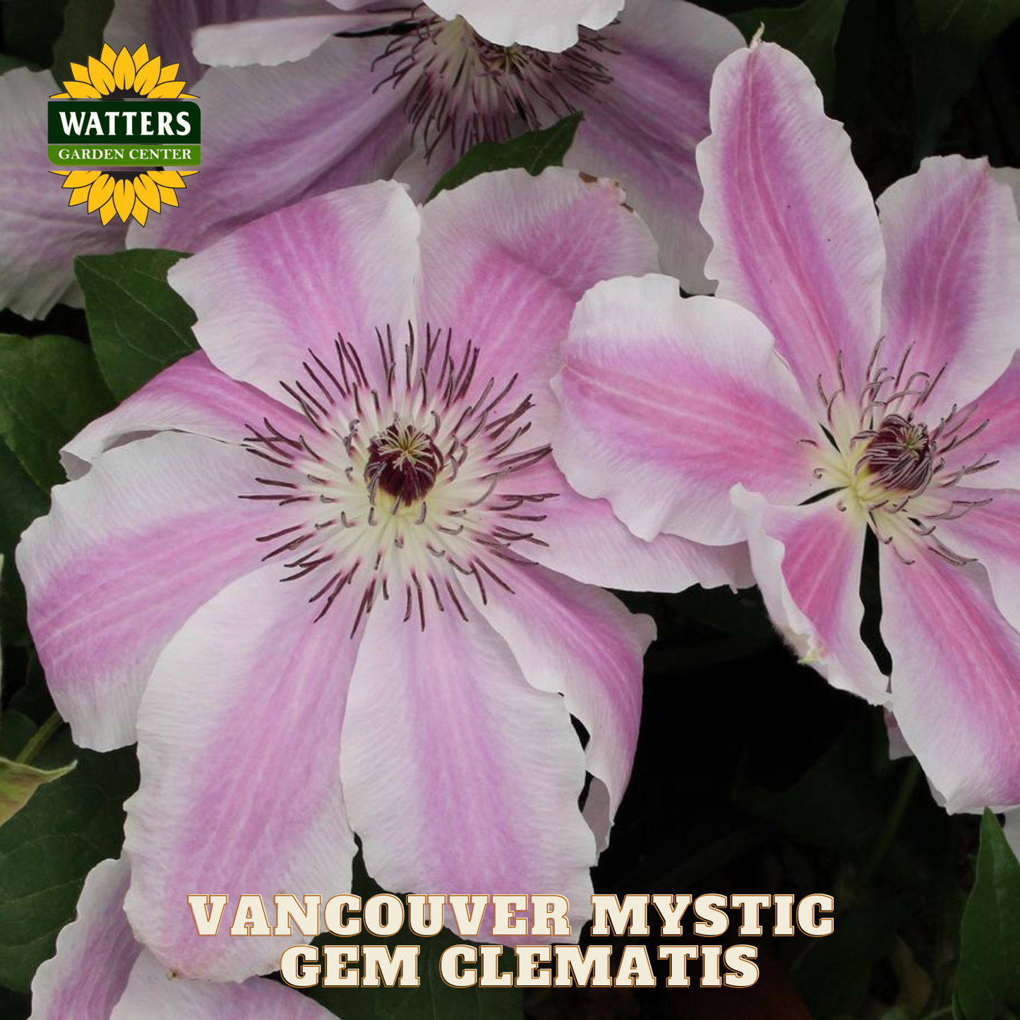 Pink clematis flowers with 'Watters Garden Center' logo and 'Vancouver Mystic Gem Clematis' text.