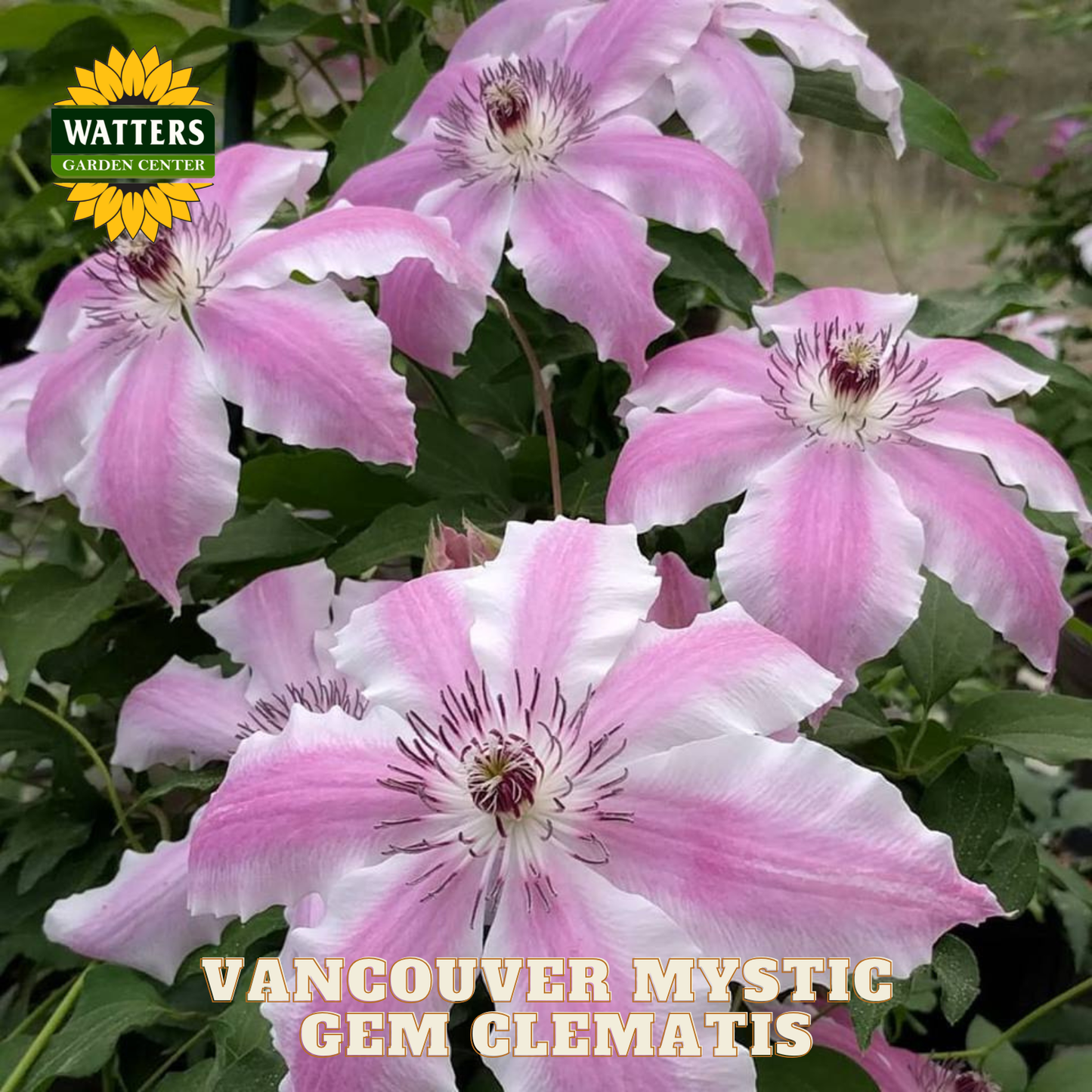 Pink and white clematis flowers with Watters Garden Center logo.