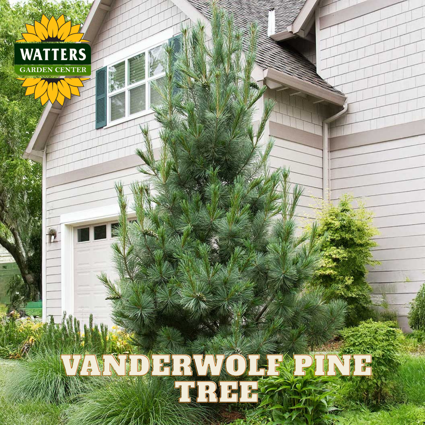 Vanderwolf Pine Tree in the front yard with a tan house behind.