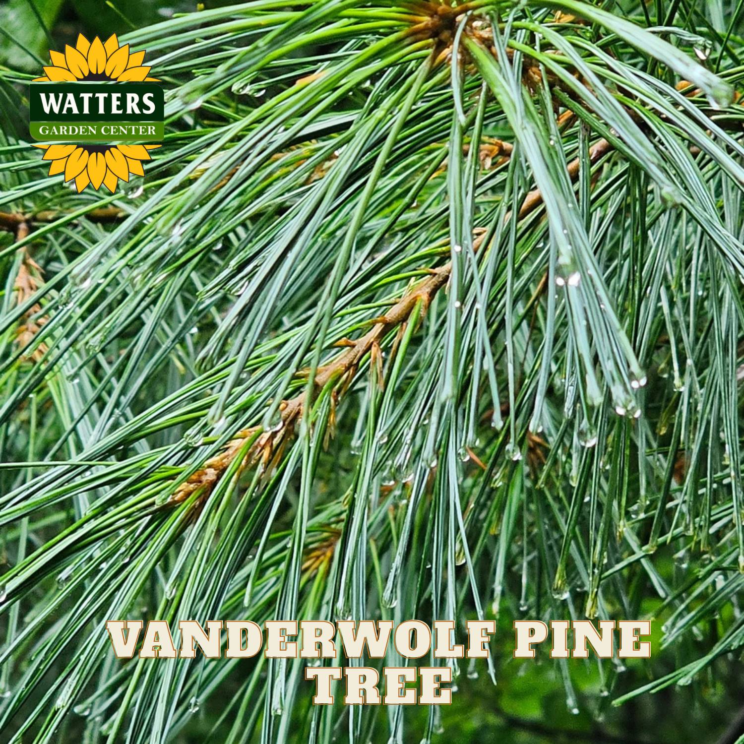 Vanderwolf Pine tree with water droplets and Watters Garden Center logo.