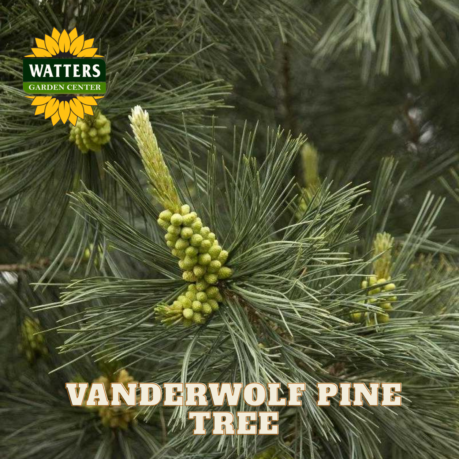 Closeup of Vanderwolf pine needles and branch with Watters Garden Center Logo overlay.