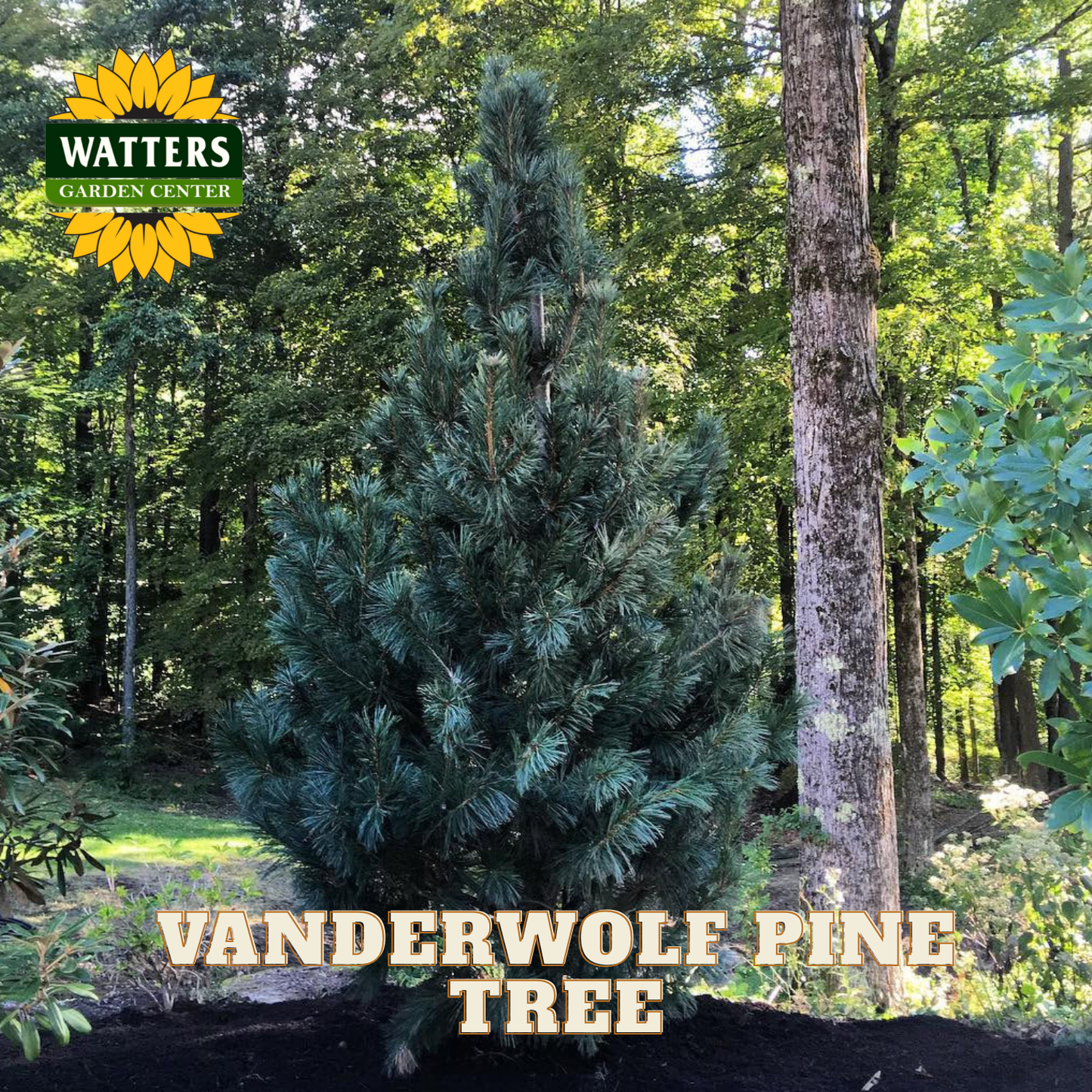 Vanderwolf Pine Tree in a forest setting, Watters Garden Center logo overlay.