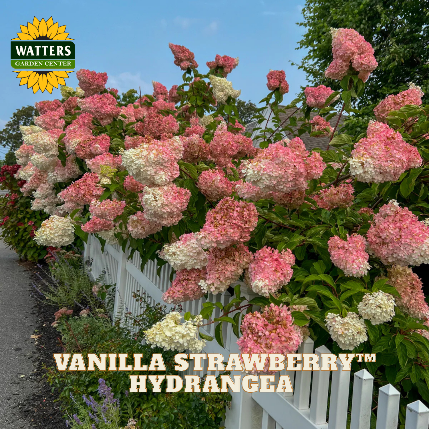 Vanilla Strawberry Hydrangea bush with pink and white flowers in a garden setting.