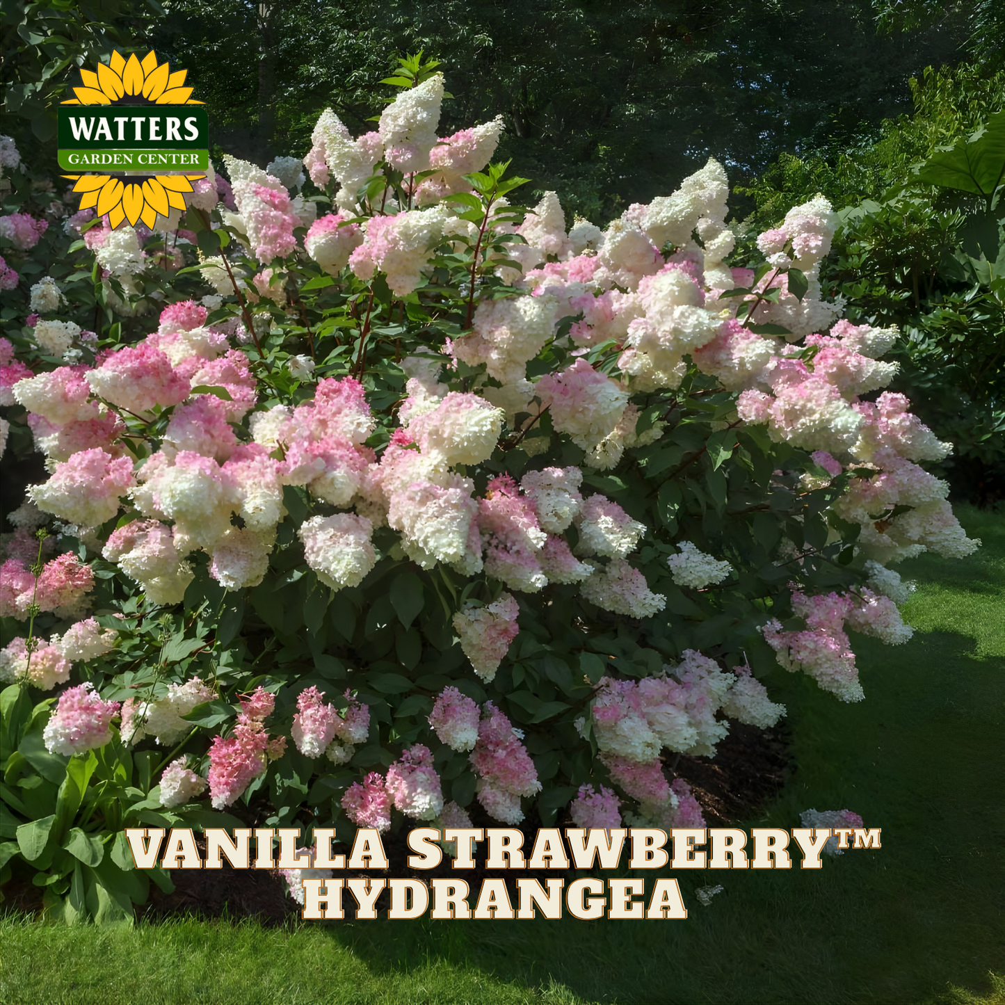 Pink and white hydrangea flowers with Watters Garden Center logo.
