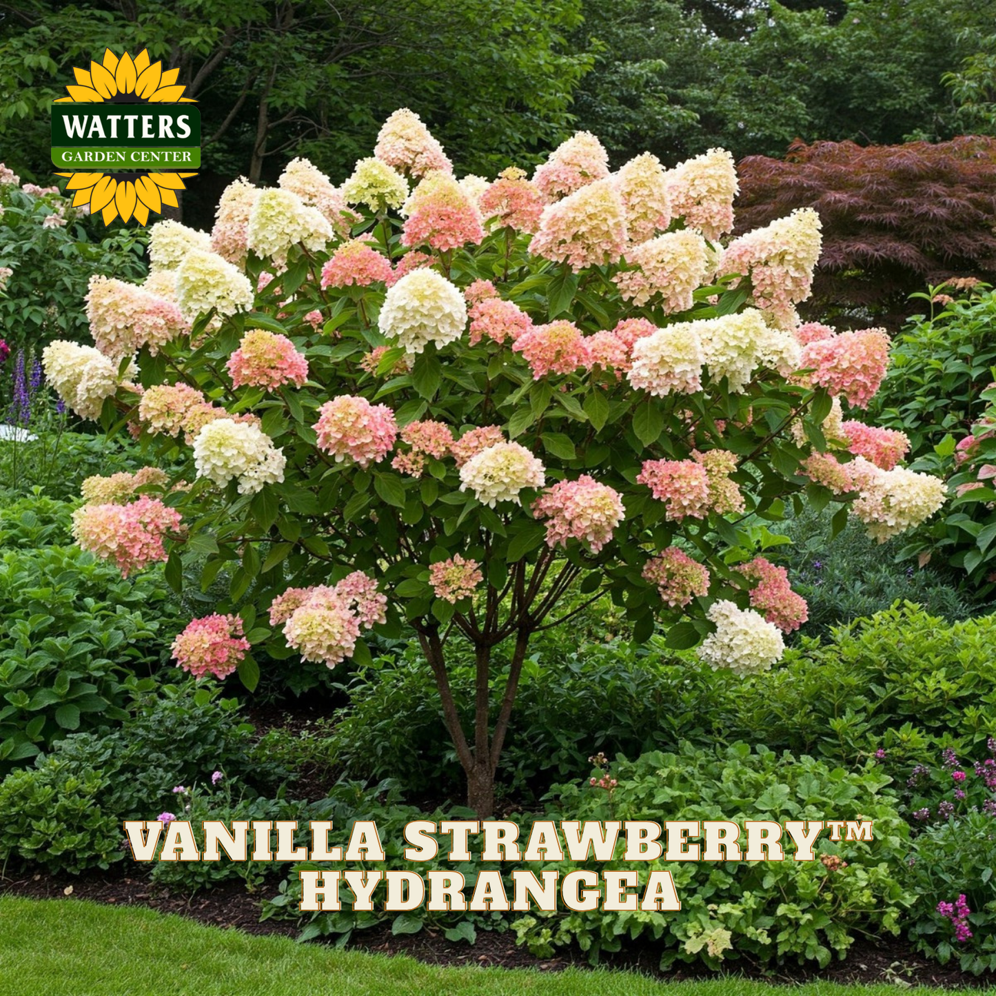 Pink and white hydrangea flowers with Watters Garden Center logo.