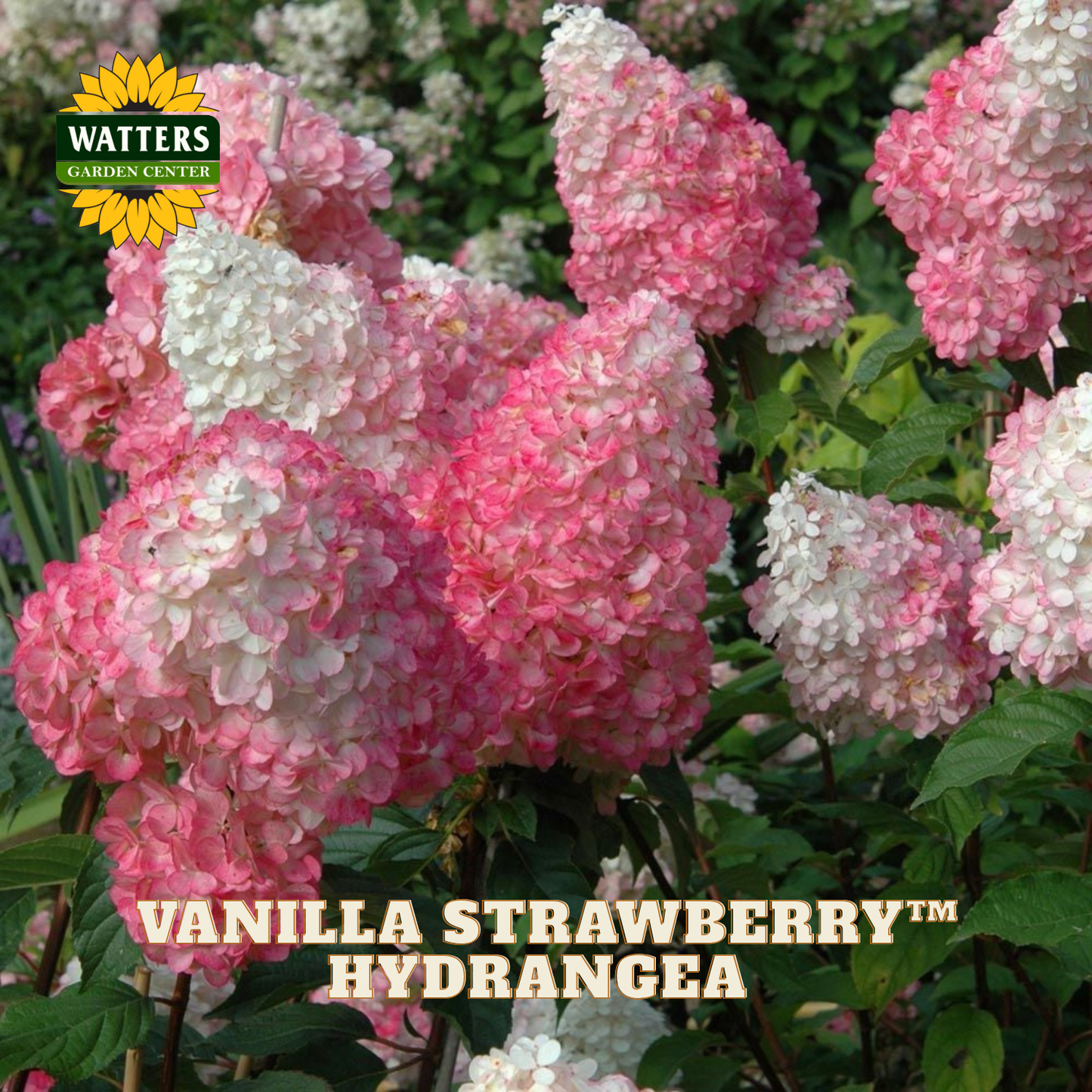 Pink and white hydrangea flowers with Watters Garden Center logo.