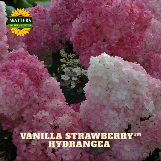Pink and white hydrangea flowers with Watters Garden Center logo.