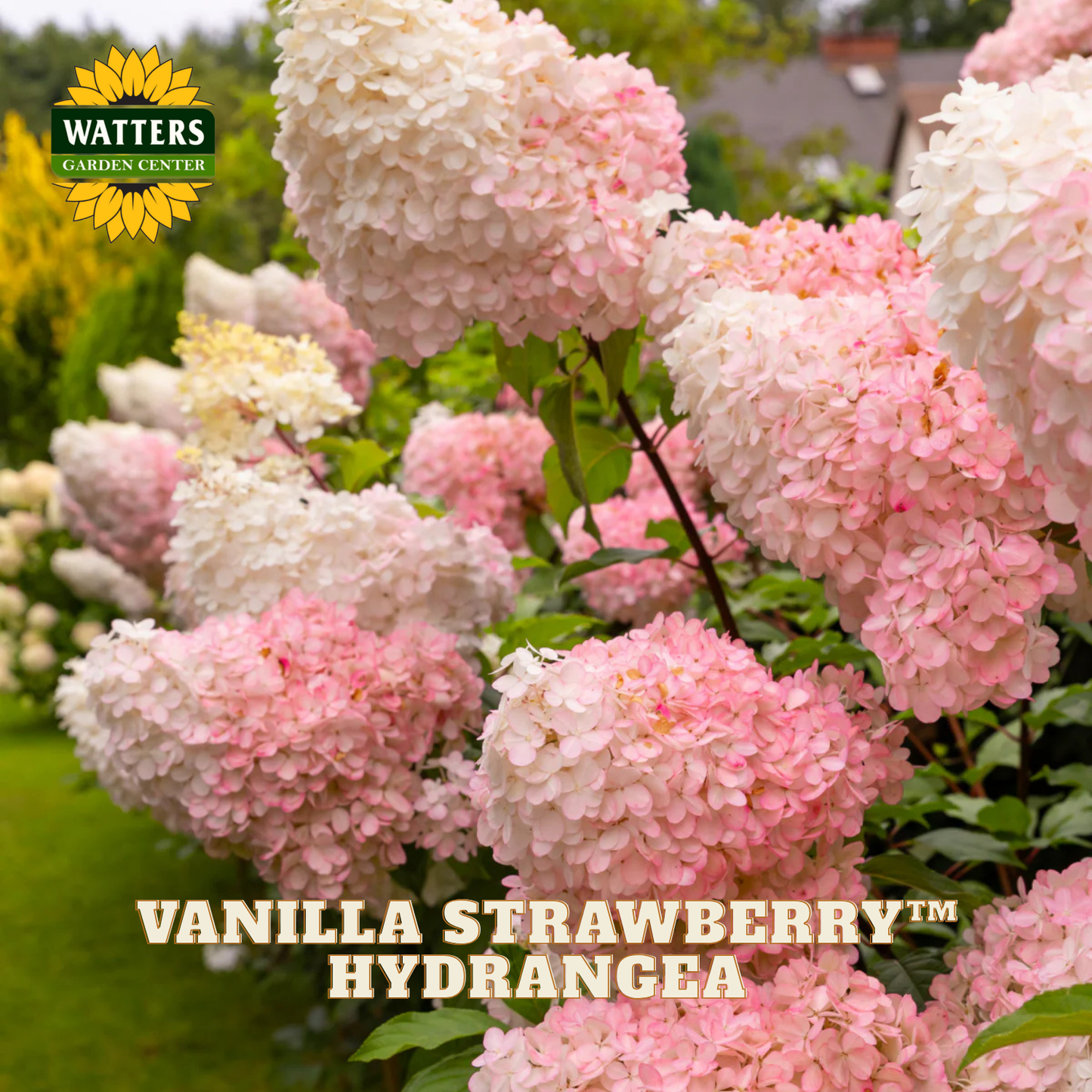 Pink and white hydrangea flowers with Watters Garden Center logo.