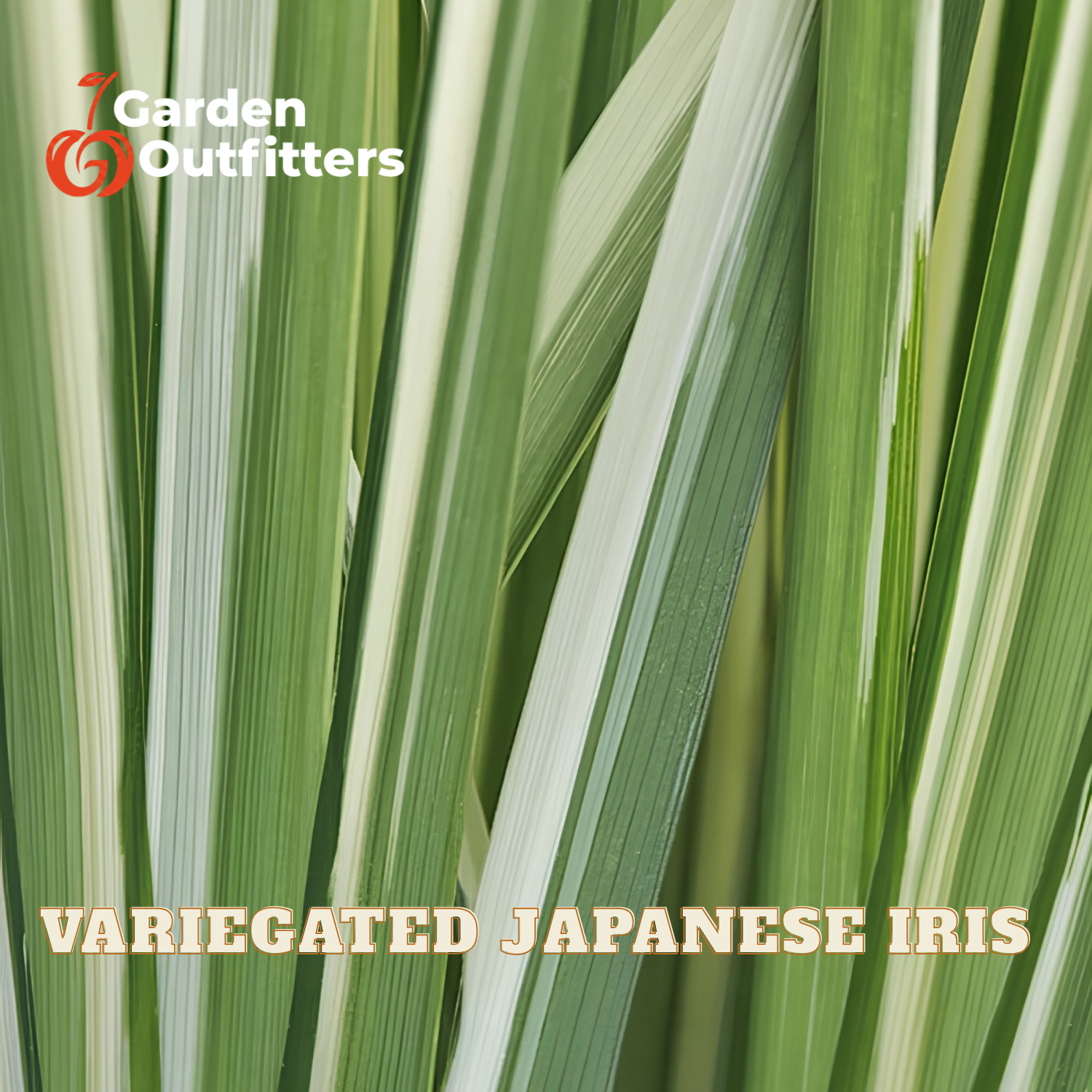 Close-up of variegated Japanese iris leaves with green and white stripes, featuring the Garden Outfitters logo in the top left and the text 'VARIEGATED JAPANESE IRIS' at the bottom.
