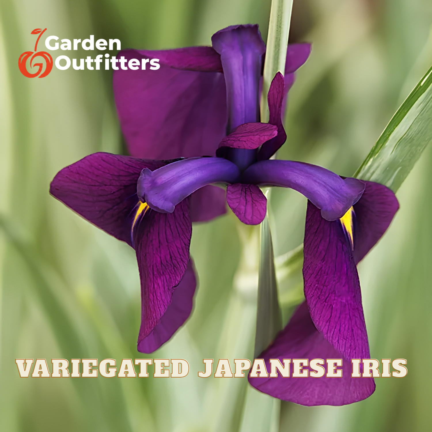 A close-up of a variegated Japanese iris flower in deep purple with small yellow accents, shown among green leaves. The text 'Garden Outfitters' appears in the top left, and 'VARIEGATED JAPANESE IRIS' is written across the bottom.