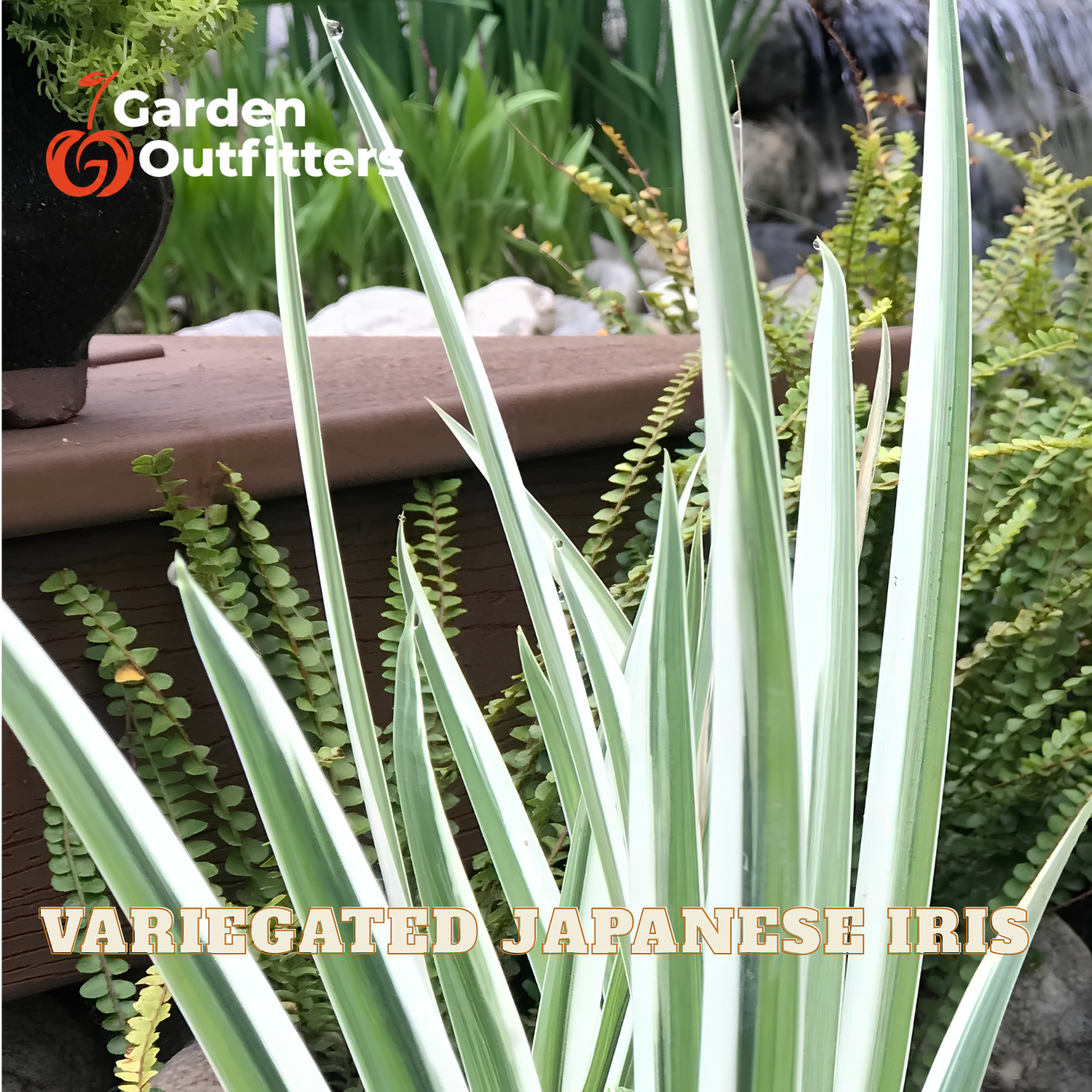 Variegated Japanese Iris plant with long, narrow leaves featuring white stripes, shown in a garden setting with ferns and a wooden planter. The text 'Garden Outfitters' is visible in the top left, and 'VARIEGATED JAPANESE IRIS' is written at the bottom.