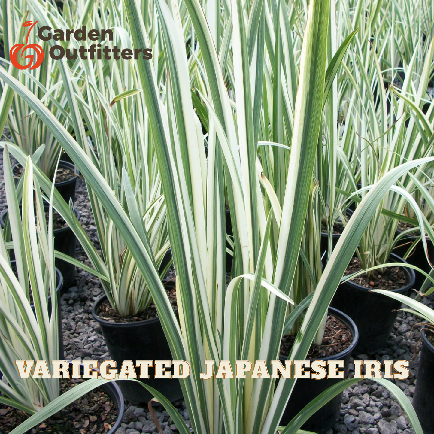 A potted variegated Japanese iris plant with long narrow leaves in black nursery pots, photographed in a nursery setting. The text 'VARIEGATED JAPANESE IRIS' is overlaid at the bottom, and the 'Garden Outfitters' logo appears in the top left corner.
