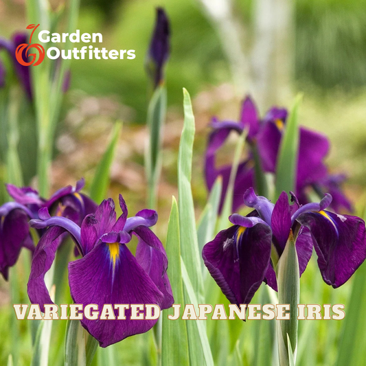 Purple variegated Japanese iris flowers with green leaves in a garden setting, featuring the Garden Outfitters logo and 'VARIEGATED JAPANESE IRIS' text overlays.