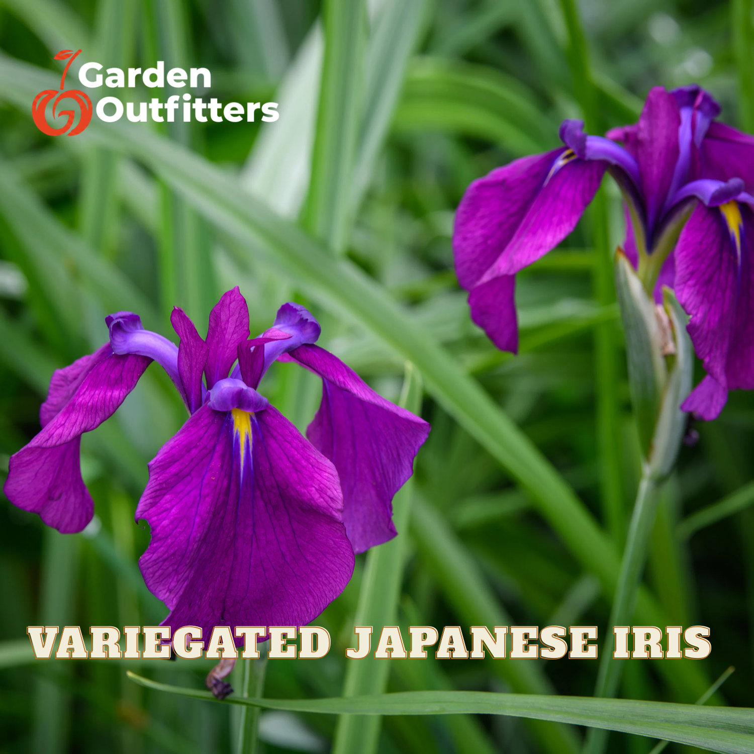Purple variegated Japanese iris flowers with green leaves, featuring a Garden Outfitters logo in the top left and text reading 'VARIEGATED JAPANESE IRIS' at the bottom.