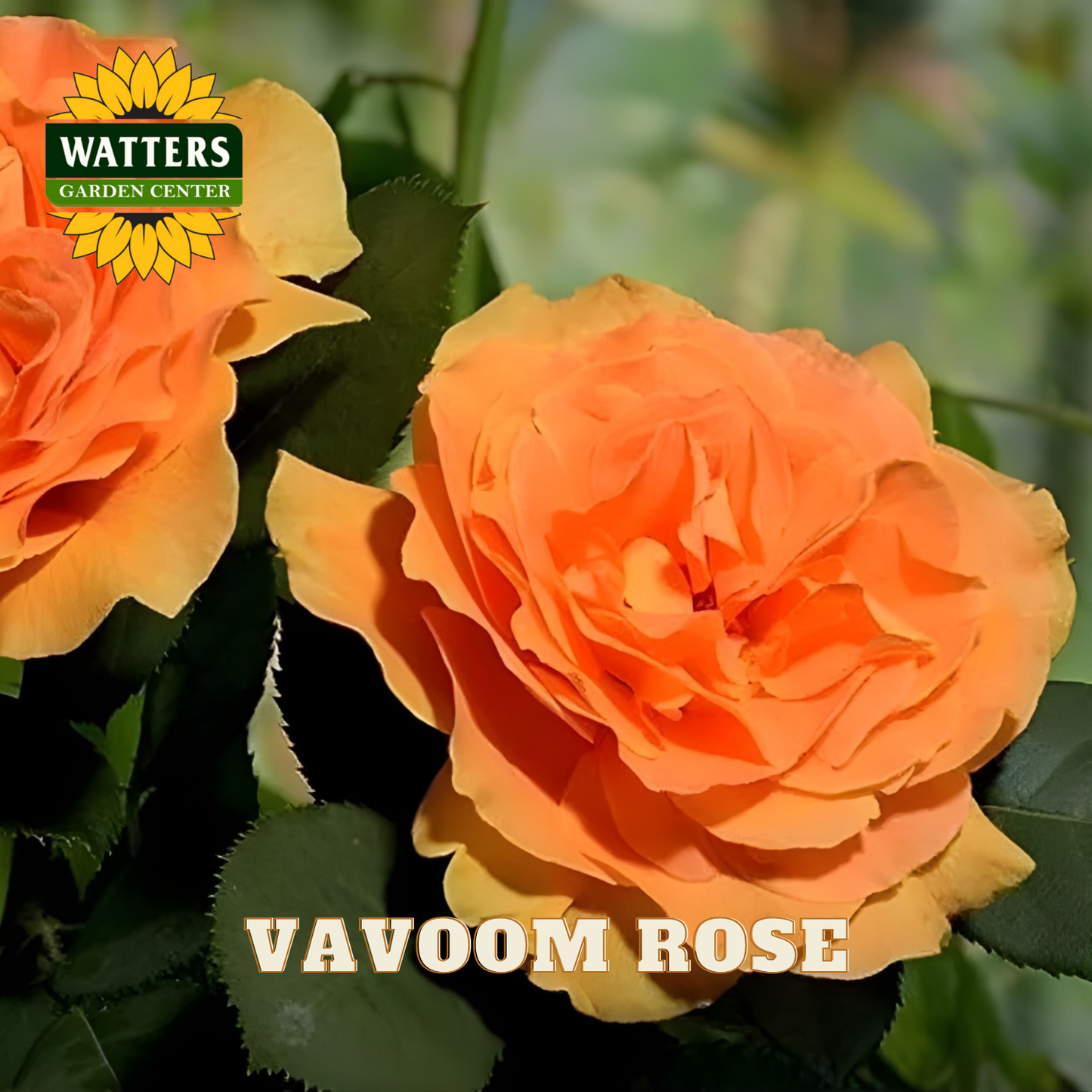 Orange roses with 'Watters Garden Center' logo and 'Vavoom Rose' text.