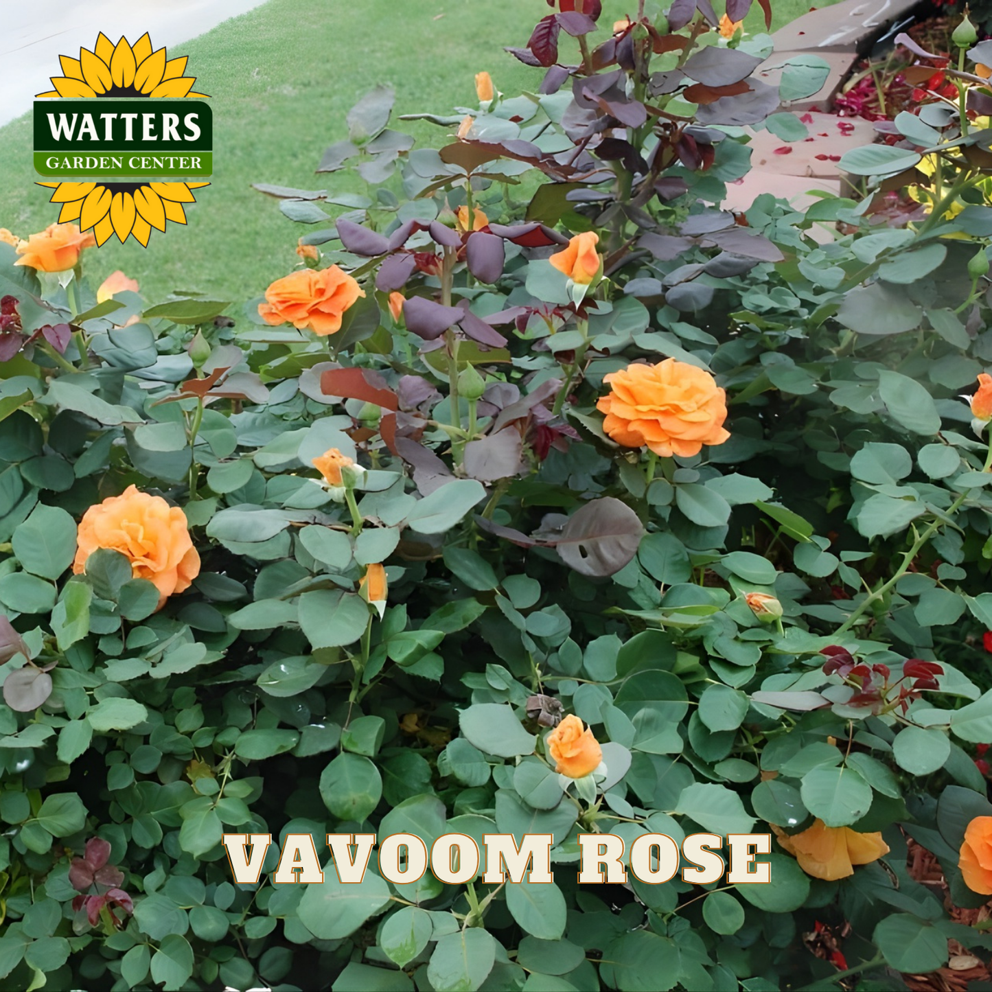 Vavoom Rose bush with orange flowers and green leaves, branded with Watters Garden Center.