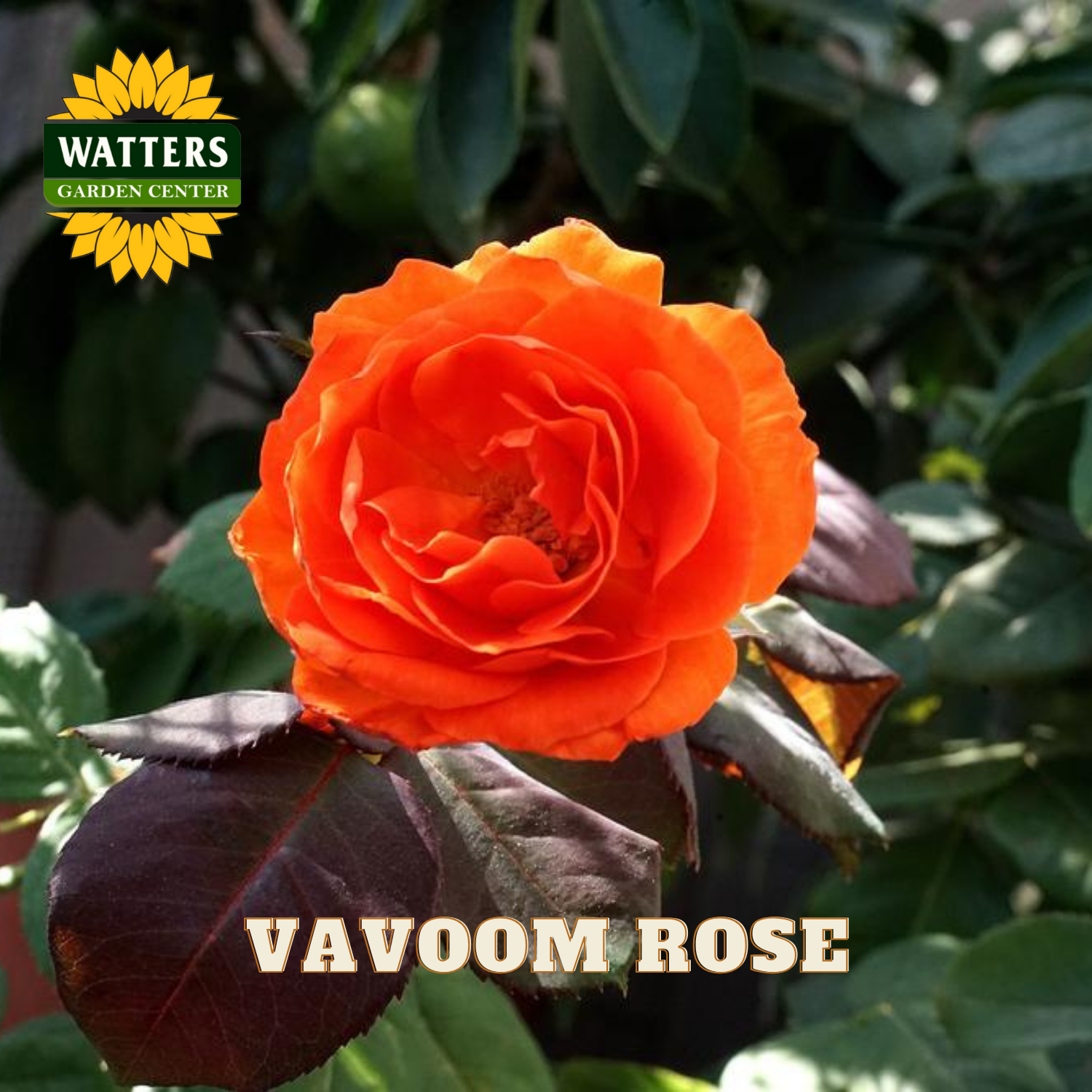 Orange rose with green leaves and Watters Garden Center logo.