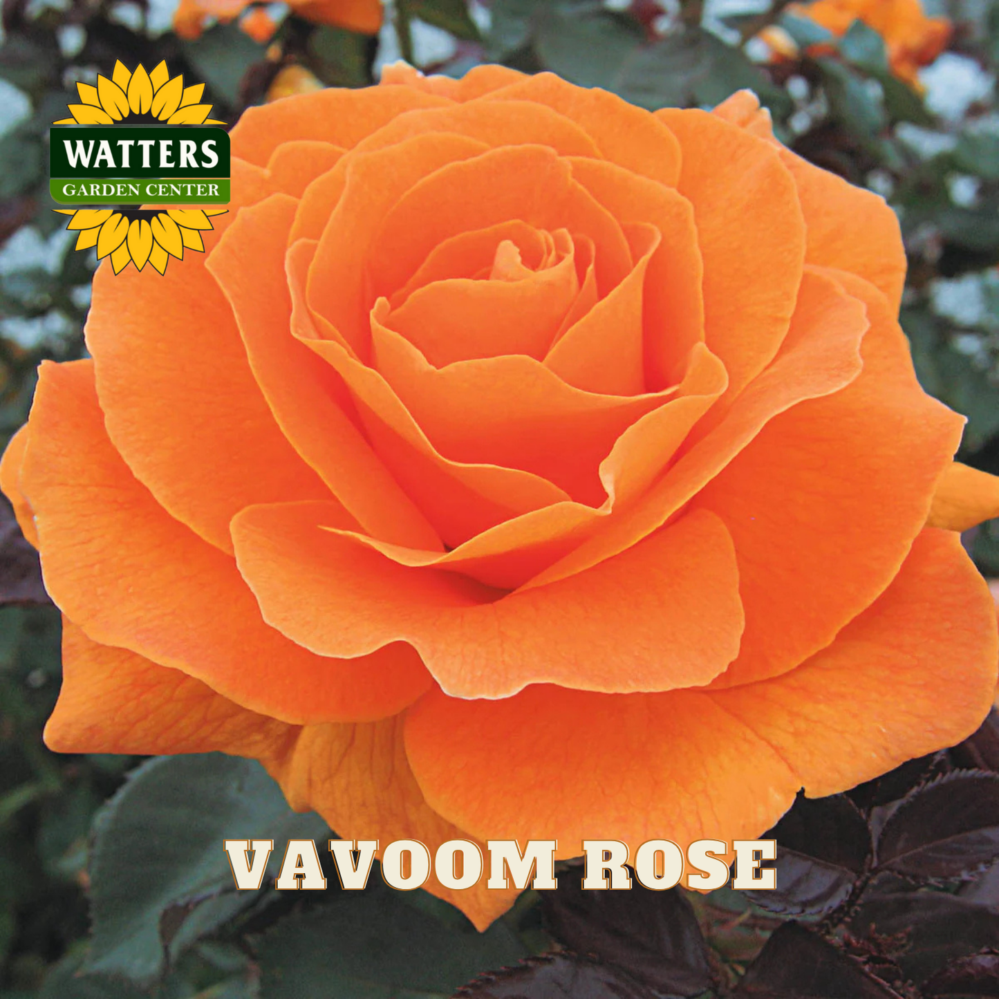 Orange rose with Watters Garden Center logo and 'Vavoom Rose' text.