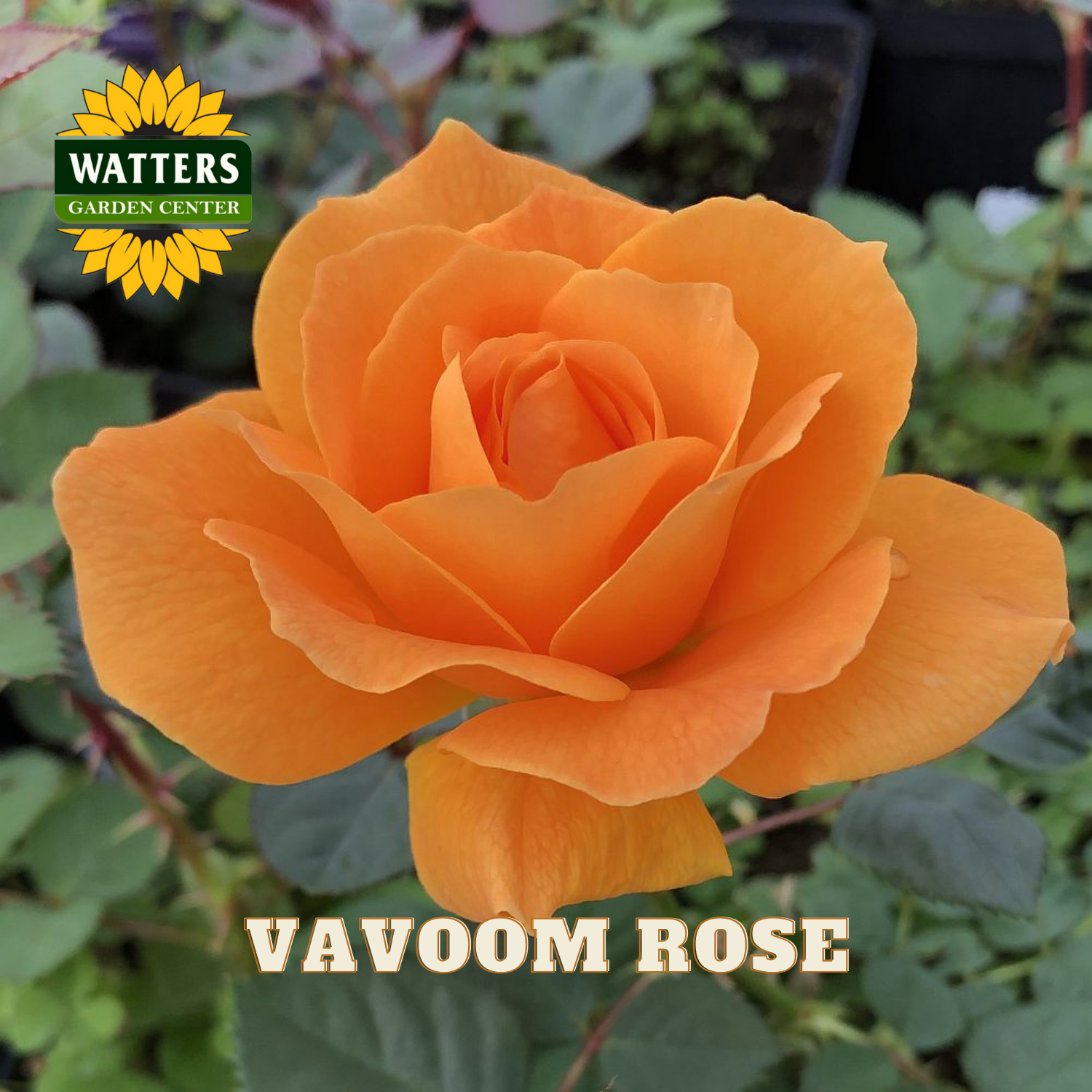 Orange rose with 'Watters Garden Center' logo and 'Vavoom Rose' text.