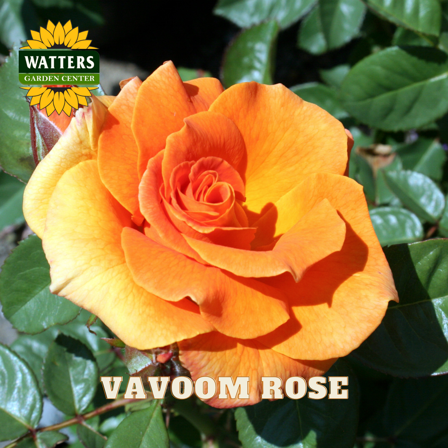 Orange rose with green leaves and Watters Garden Center logo.