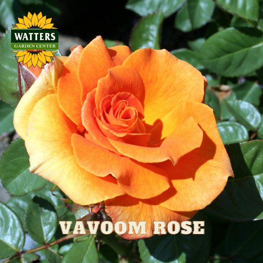 Orange rose with green leaves and Watters Garden Center logo.