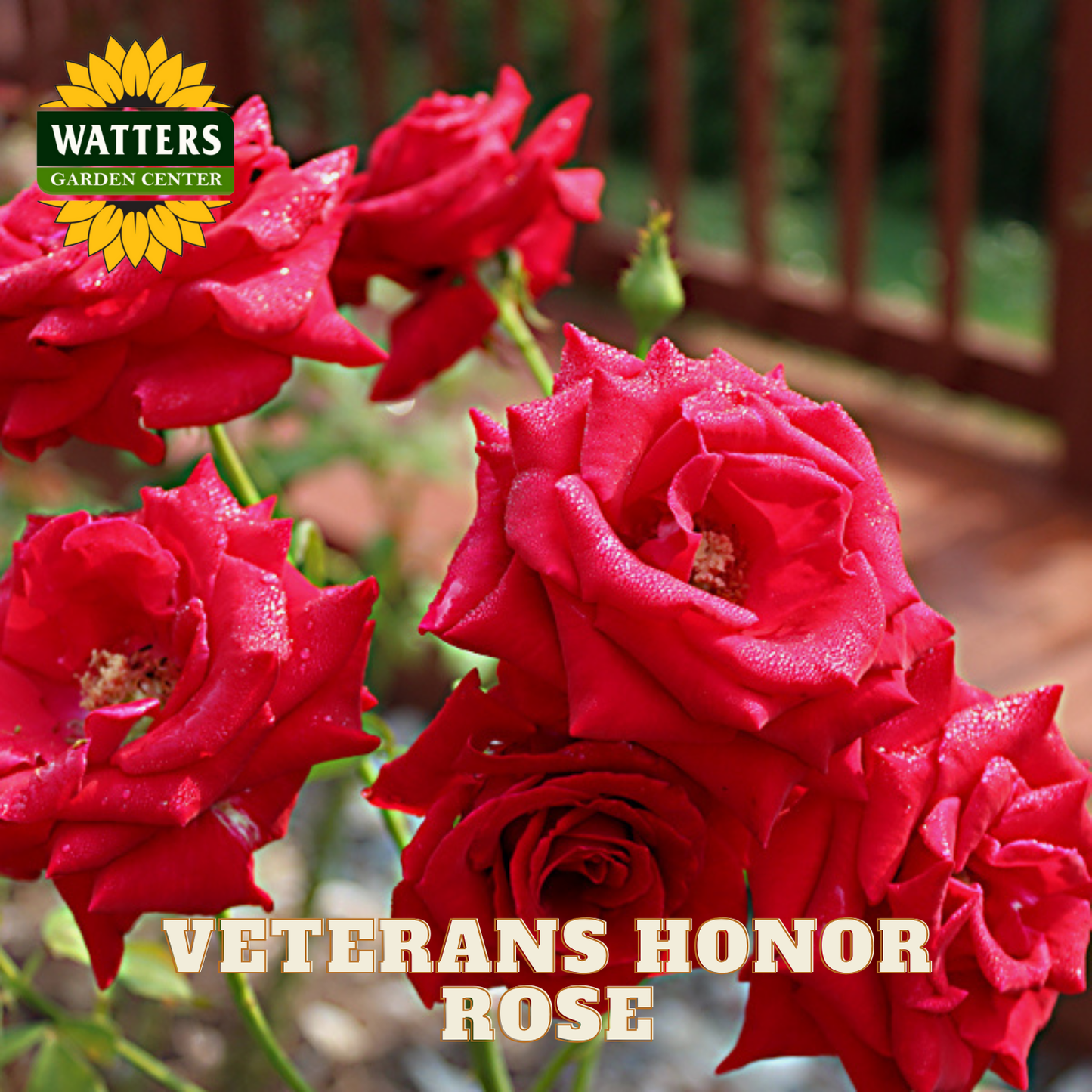Red roses with 'Watters Garden Center' logo and 'Veterans Honor Rose' text.