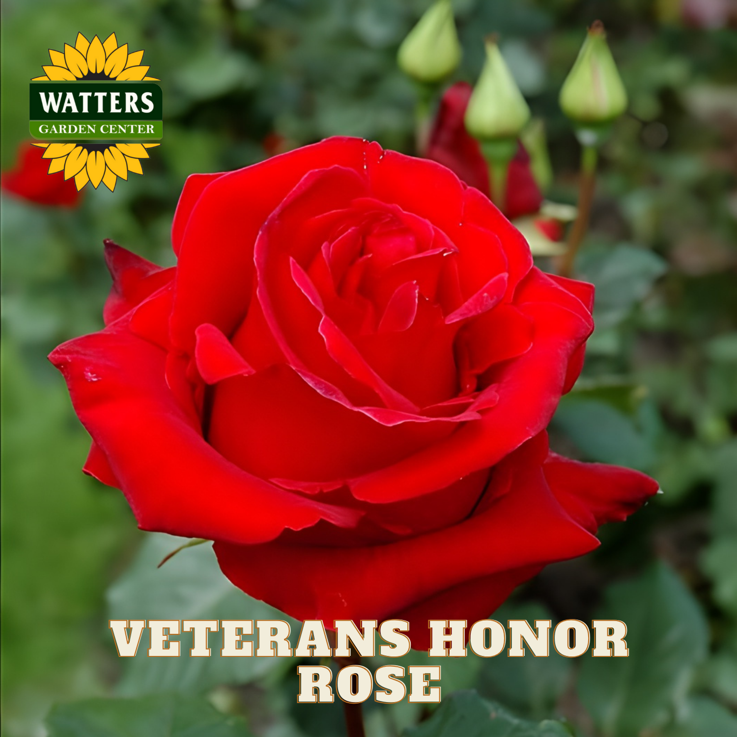 Red rose with 'Watters Garden Center' logo and 'Veterans Honor Rose' text.