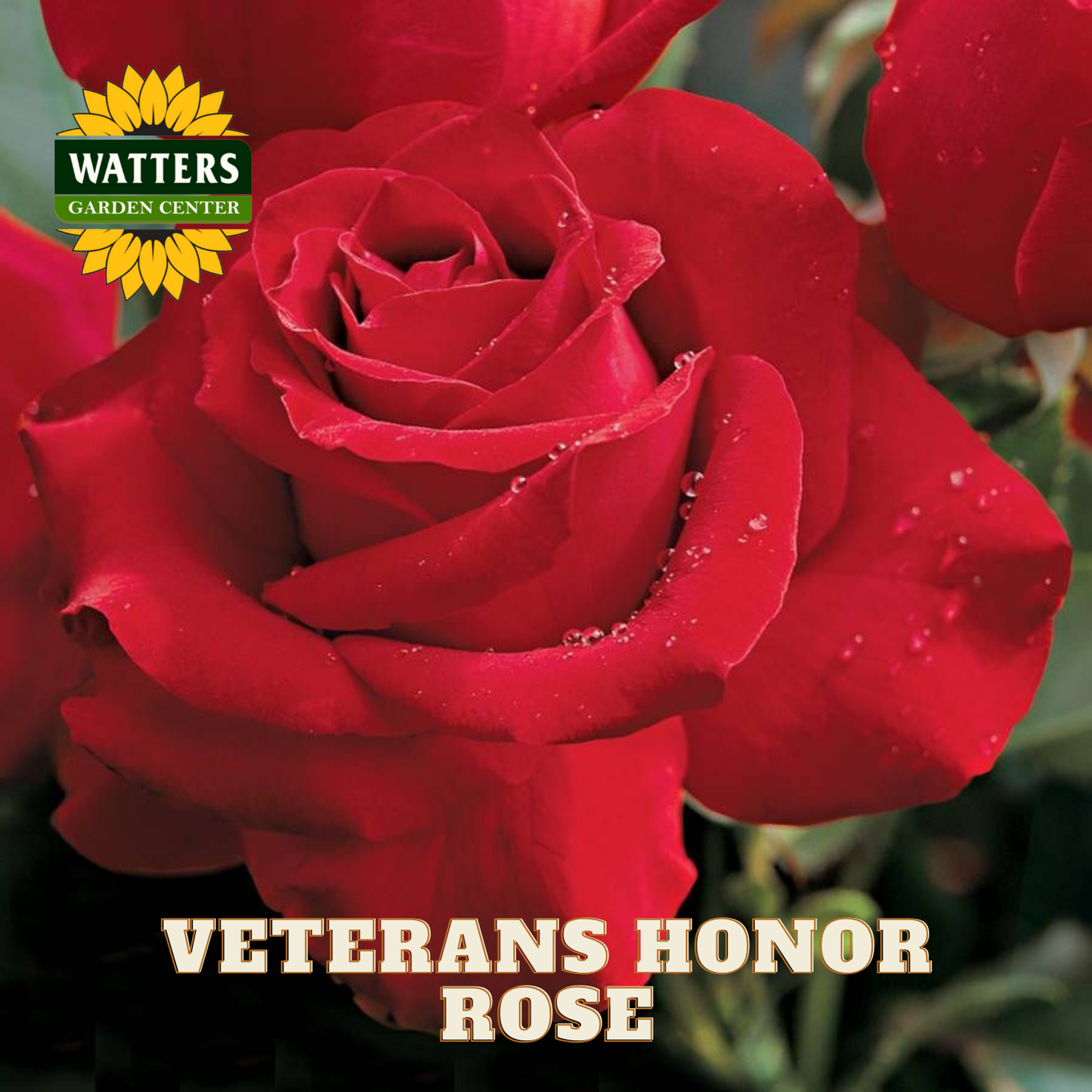 Red rose with water droplets, Watters Garden Center logo, and 'Veterans Honor Rose' text.