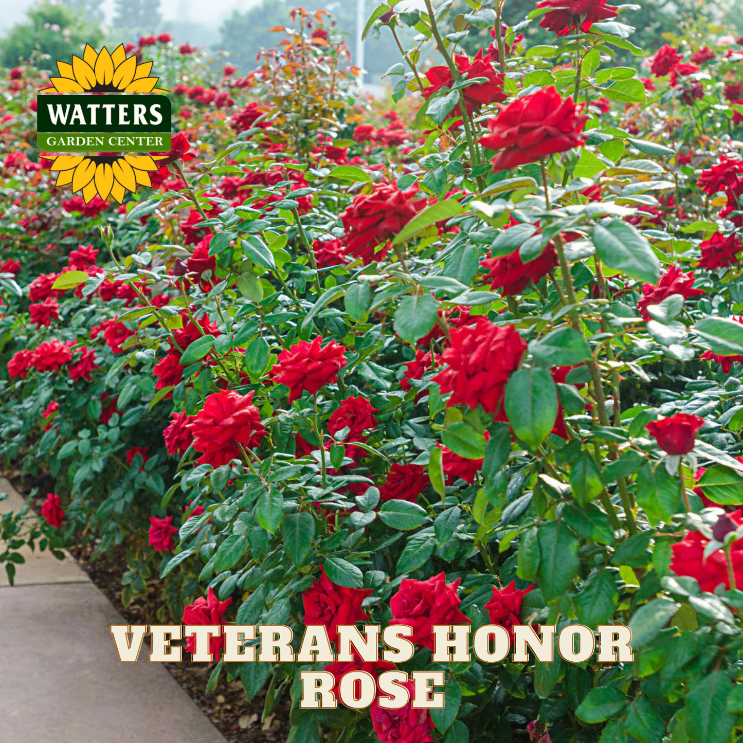 Row of red roses with 'Watters Garden Center' logo and 'Veterans Honor Rose' text.