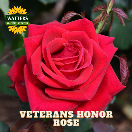 Red rose with 'Watters Garden Center' logo and 'Veterans Honor Rose' text.