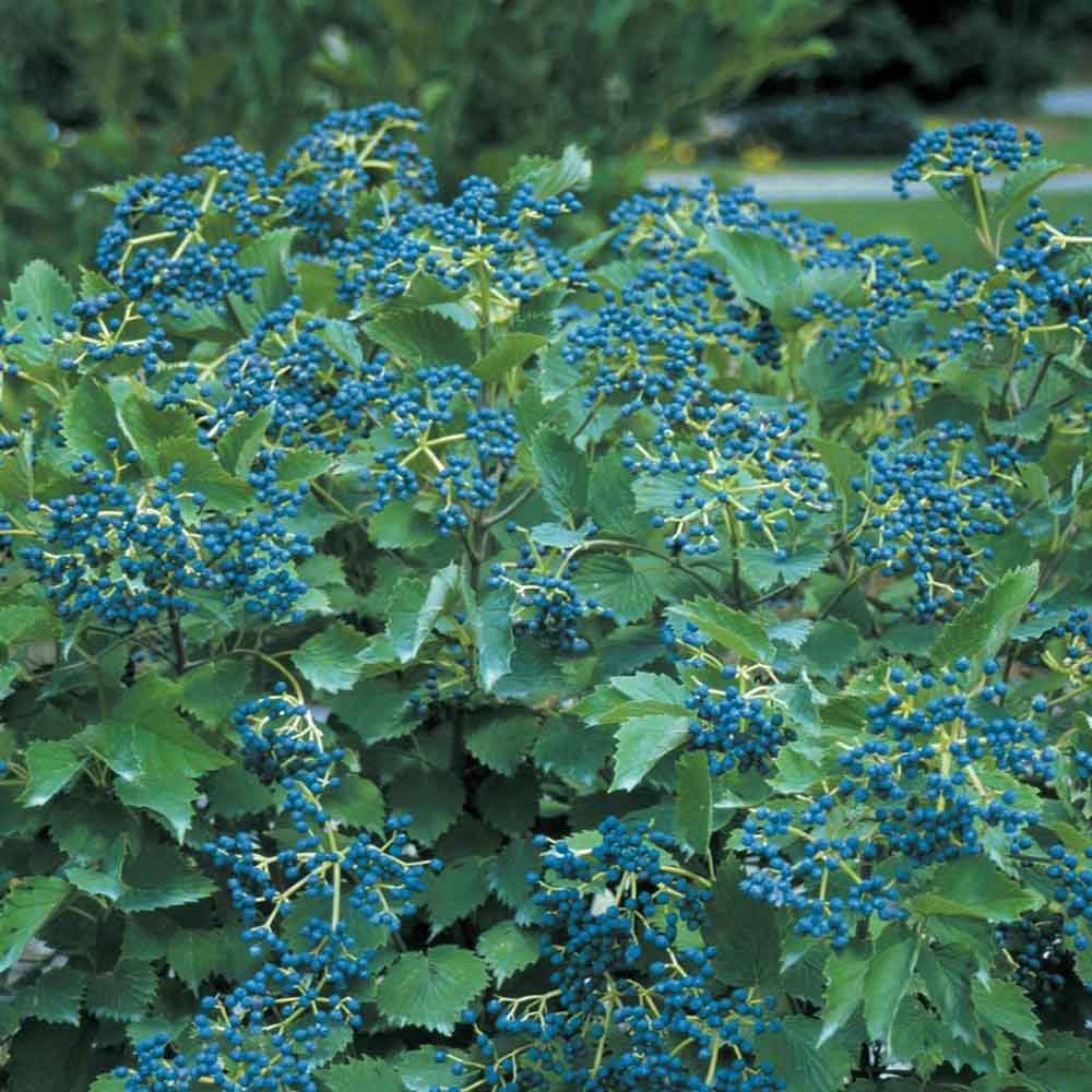 BLUE MUFFIN VIBURNUM 3 gal