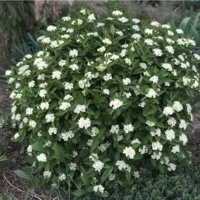 MINI MAN VIBURNUM 3gal