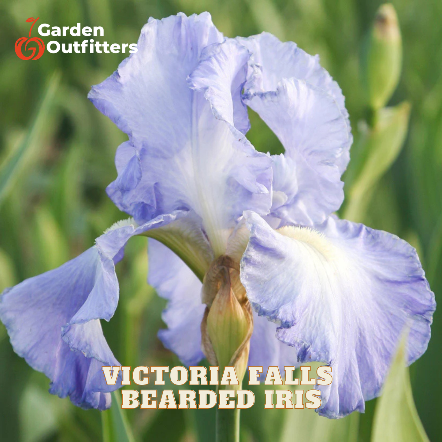 A close-up of a blue and white bearded iris flower with green foliage in the background. The Garden Outfitters logo is in the top-left corner, and the text 'VICTORIA FALLS BEARDED IRIS' is overlaid at the bottom.