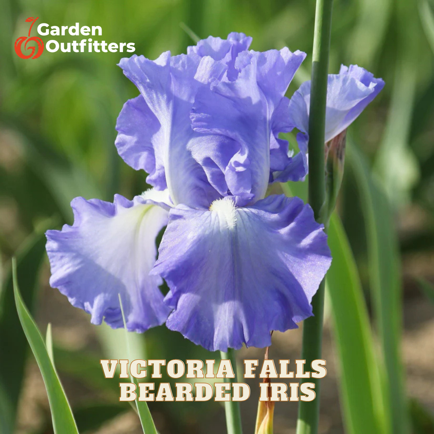 A close-up of a blue-purple bearded iris flower with green leaves and stems, shown outdoors. The Garden Outfitters logo appears in the top-left corner, and the text 'VICTORIA FALLS BEARDED IRIS' is printed at the bottom.