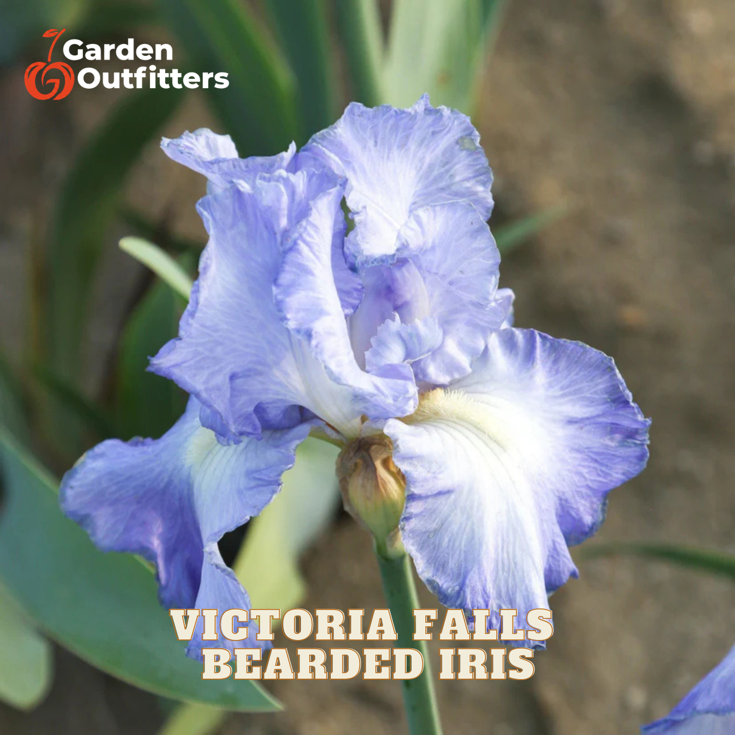 A close-up of a blue and white bearded iris flower with green leaves and a blurred garden background. The text 'Victoria Falls Bearded Iris' is overlaid at the bottom, and the 'Garden Outfitters' logo is in the top-left corner.