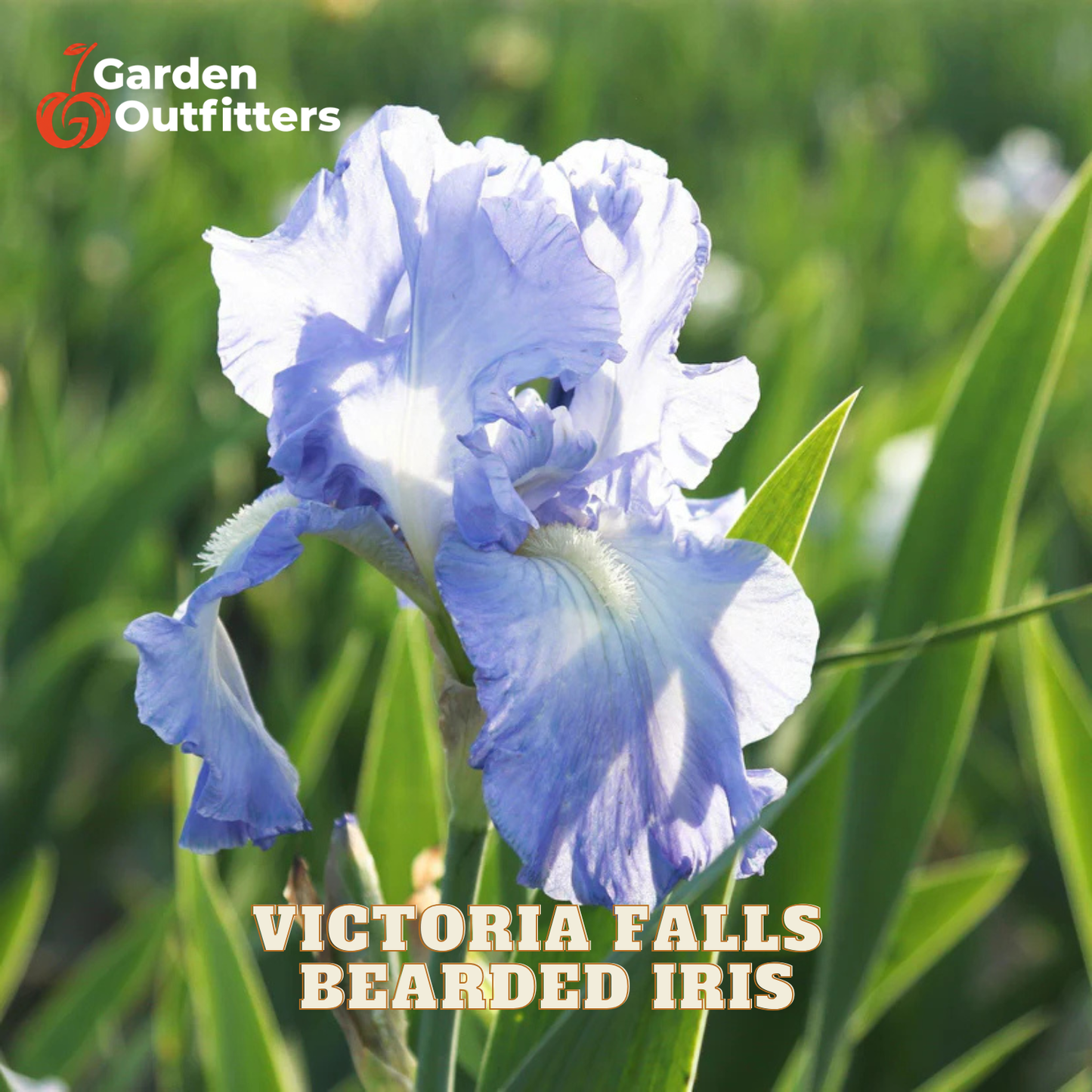 A close-up of a light blue and white bearded iris flower with green leaves, set against a blurred green garden background. The text 'VICTORIA FALLS BEARDED IRIS' is displayed at the bottom, and the 'Garden Outfitters' logo is in the top-left corner.