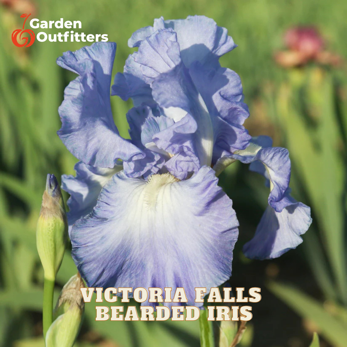 A close-up of a blue and white bearded iris flower in a garden setting, with the text 'Victoria Falls Bearded Iris' and a Garden Outfitters logo.