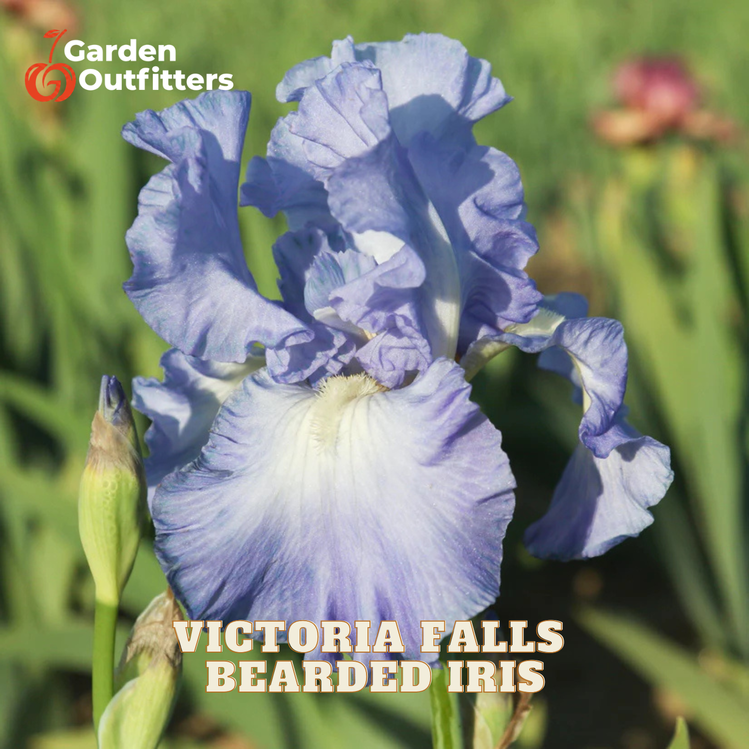 A close-up of a blue and white bearded iris flower in a garden setting, with the text 'Victoria Falls Bearded Iris' and a Garden Outfitters logo.