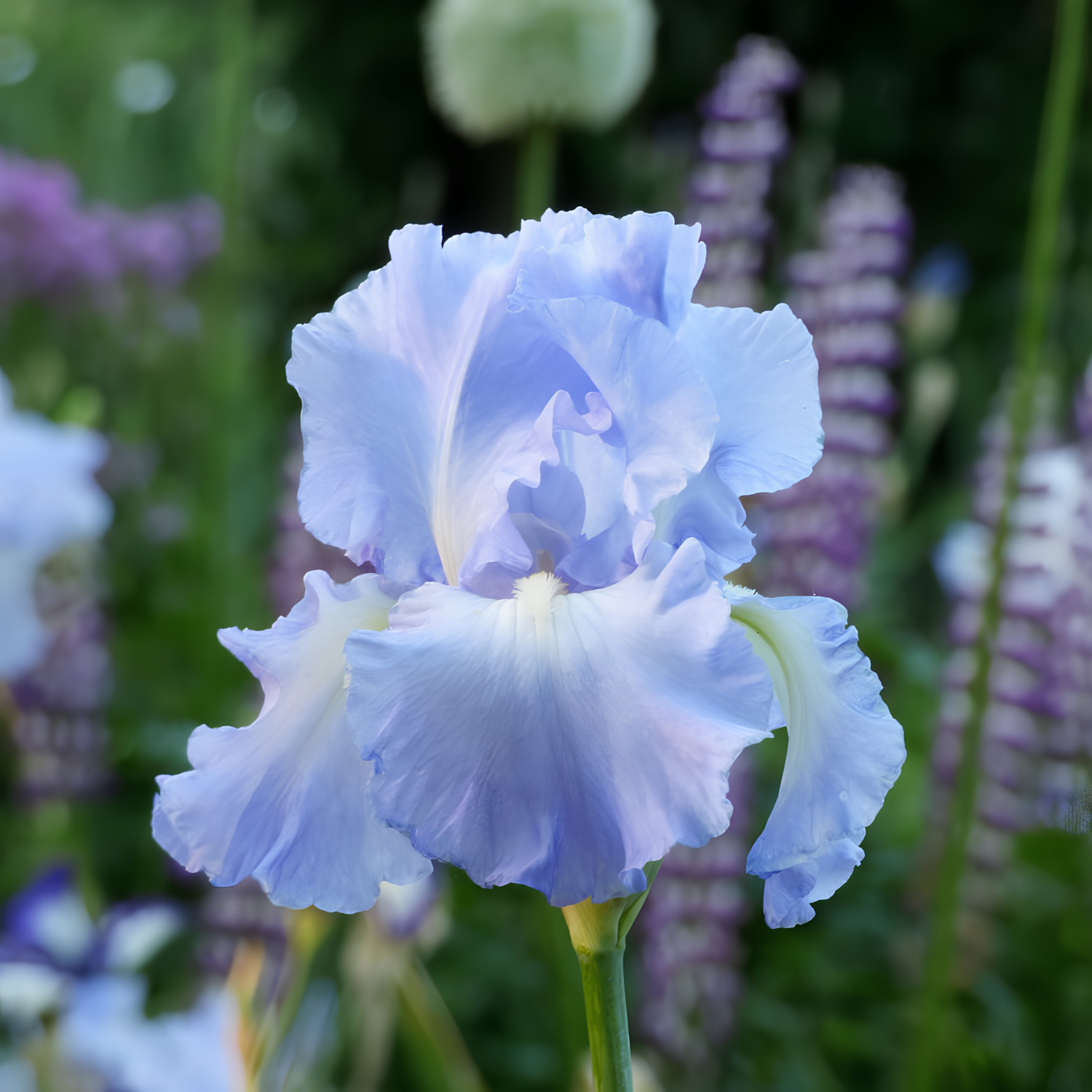 A close-up of a light blue iris flower in bloom, surrounded by a soft-focus garden background with green foliage and purple flowers.