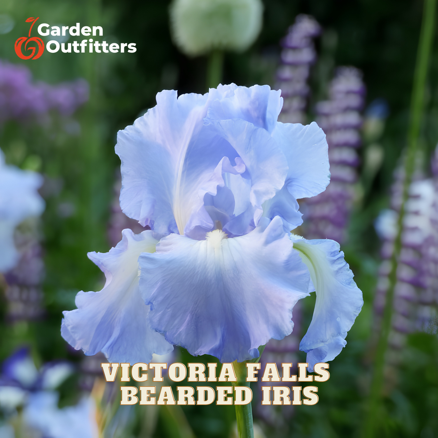 A close-up of a light blue and white bearded iris flower in a garden setting, with the text 'Victoria Falls Bearded Iris' and a Garden Outfitters logo.