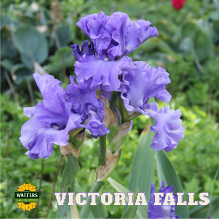 Victoria Falls Bearded Iris - Reblooming