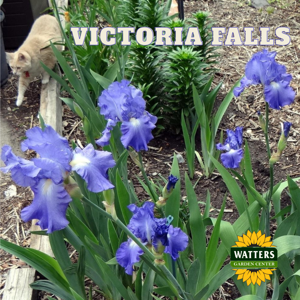 Victoria Falls Bearded Iris - Reblooming