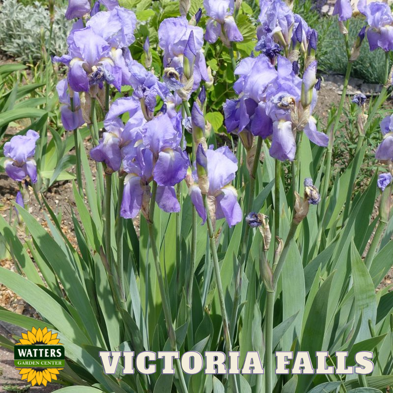 Victoria Falls Bearded Iris - Reblooming