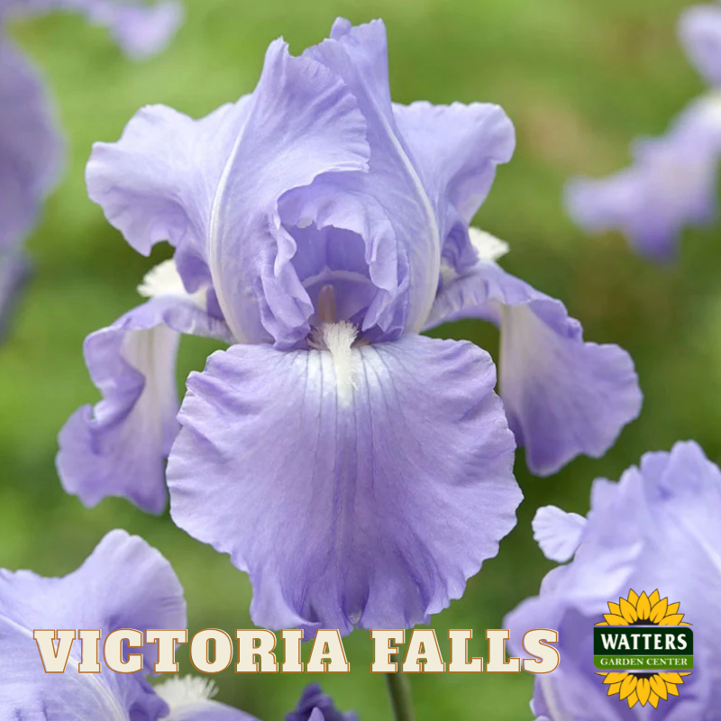 Victoria Falls Bearded Iris - Reblooming