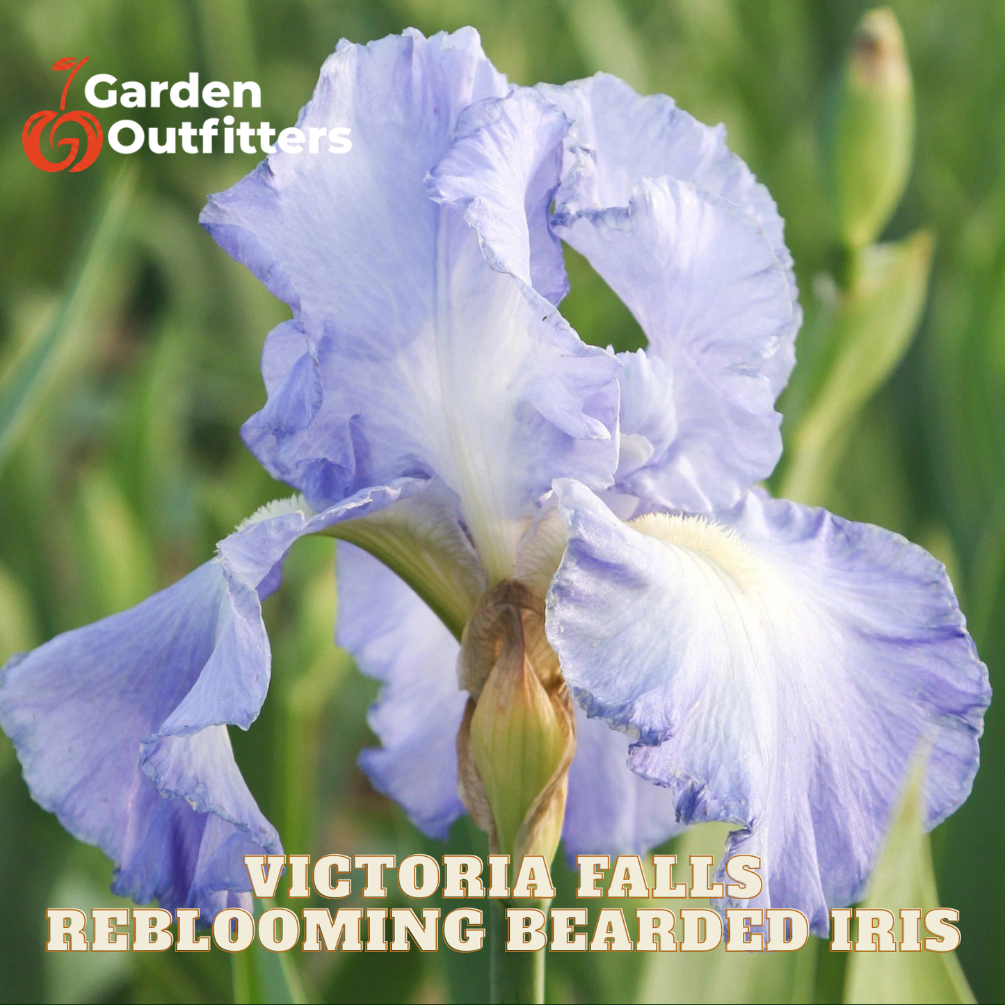 A close-up of a blooming bearded iris flower in soft lavender-blue tones with green foliage blurred in the background. Text at the bottom reads 'VICTORIA FALLS REBLOOMING BEARDED IRIS' and the Garden Outfitters logo appears in the top left.